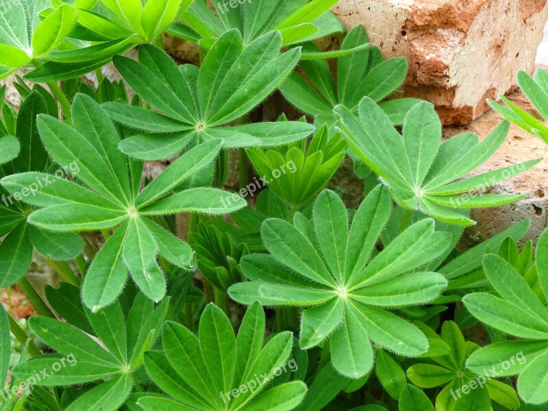 Lupin Leaves Lupine Lupin Leaf Free Photos