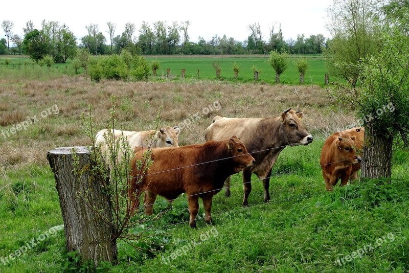 Cattle Cow Herd Grazing Cows Free Photos