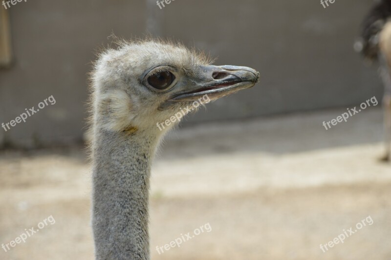 Ostrich Bird Forest Free Photos