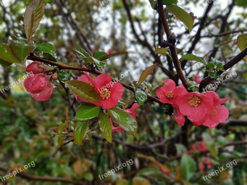 Spring Flowers Chaenomeles Shrubs Free Photos