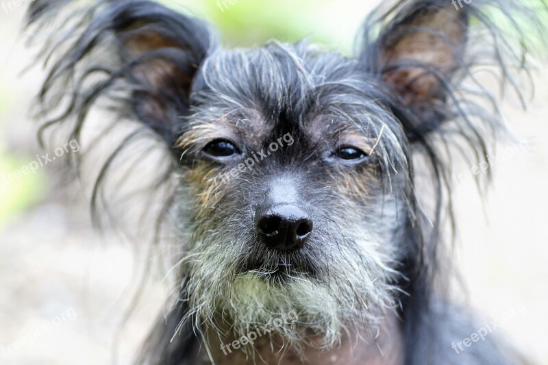 Chinese Crested Dog Hairless Dog Natural Modified An Unshorn