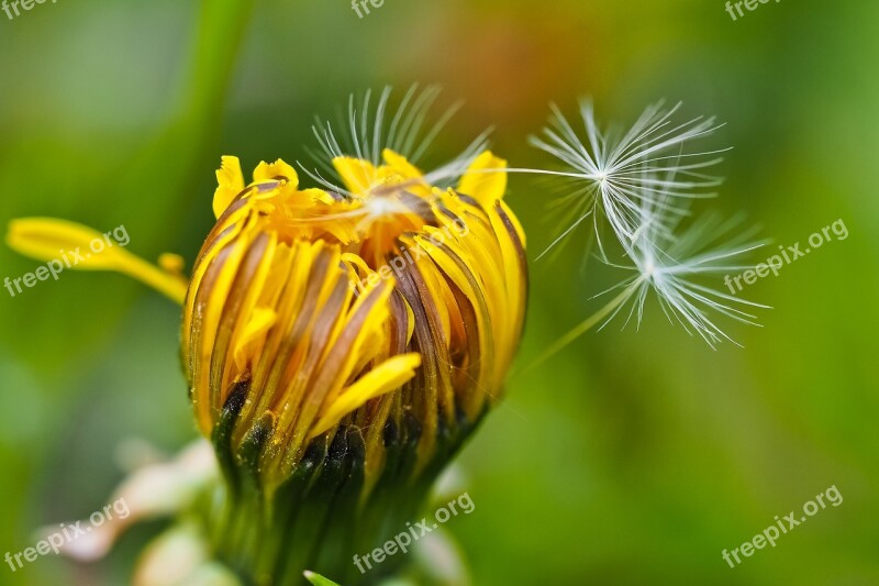 Dandelion Flower Blossom Bloom Plant