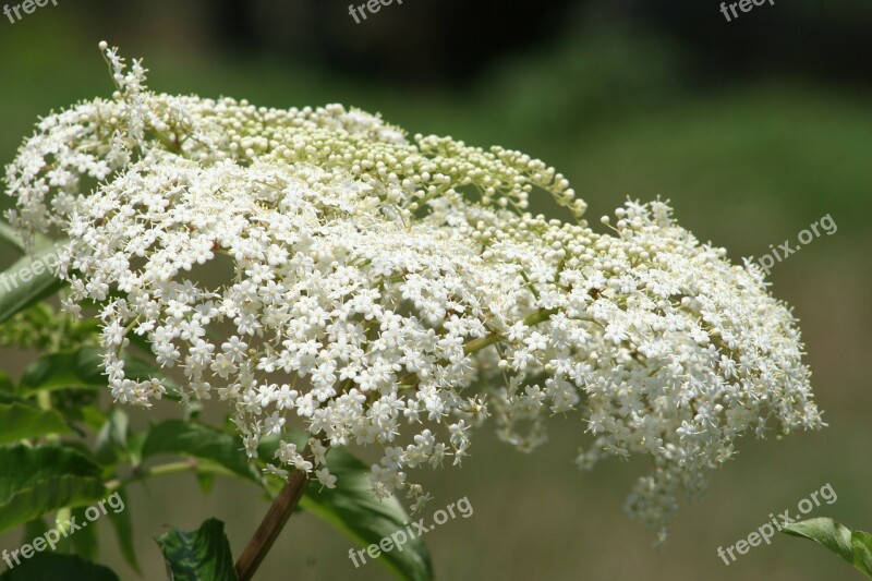 Baby's Breath Flower Bloom Free Photos