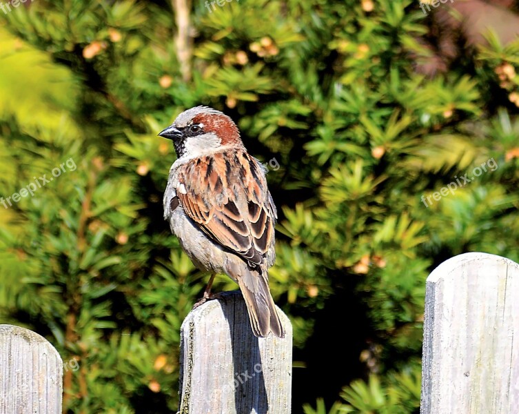 Sperling Sparrow Close Up Nature Sparrows