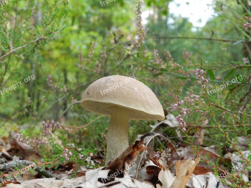 Forest Mushroom Rough Boletus Nature Summer