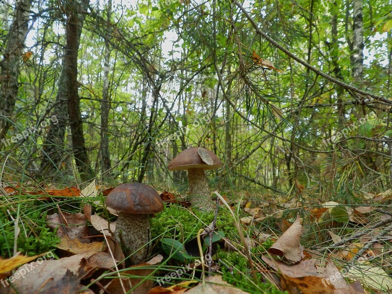 Brothers Mushrooms Boletus Free Photos