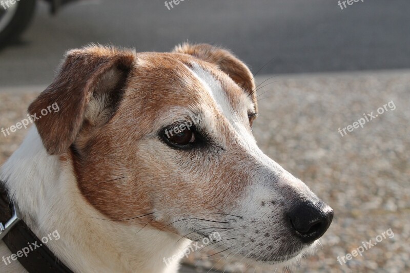 Jack Russell Dog Happy Dog Free Photos