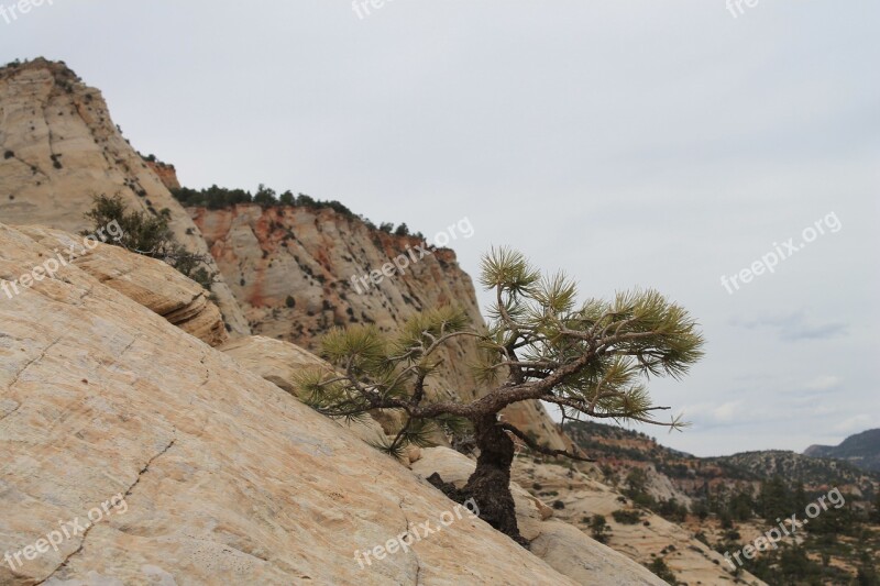 Tree Banzai Utah Asia Nature