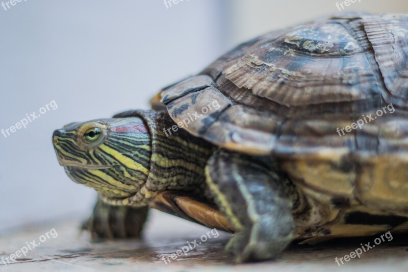 Turtle Amphibian Red Eared Slider Animal Tortoise