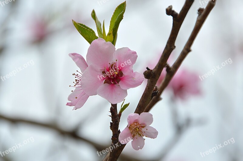 Bloom Spring Nature Spring Bloom Flowers