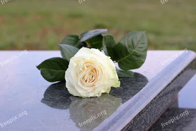 White Rose Purity Grey Marble Gravestone Grave