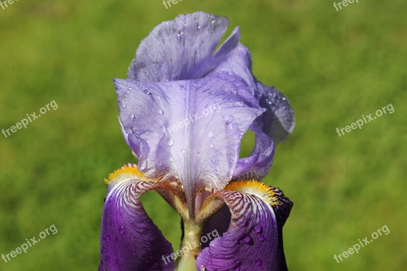 Iris Plant Flower Blue Violet Garden