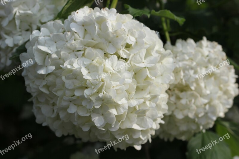 Viburnum Opulus Plant White Blossom Spring Garden