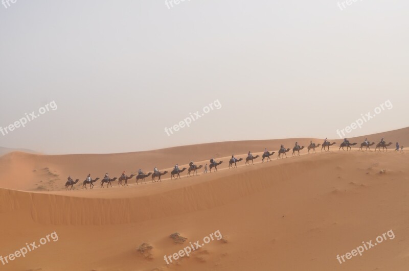 Sahara Camels Morocco Dunes Desert