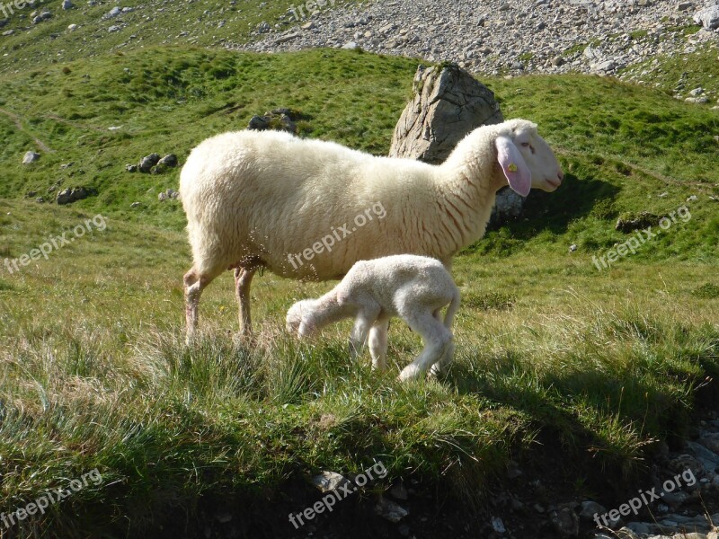 Sheep Lamb Wool Meadow Animals