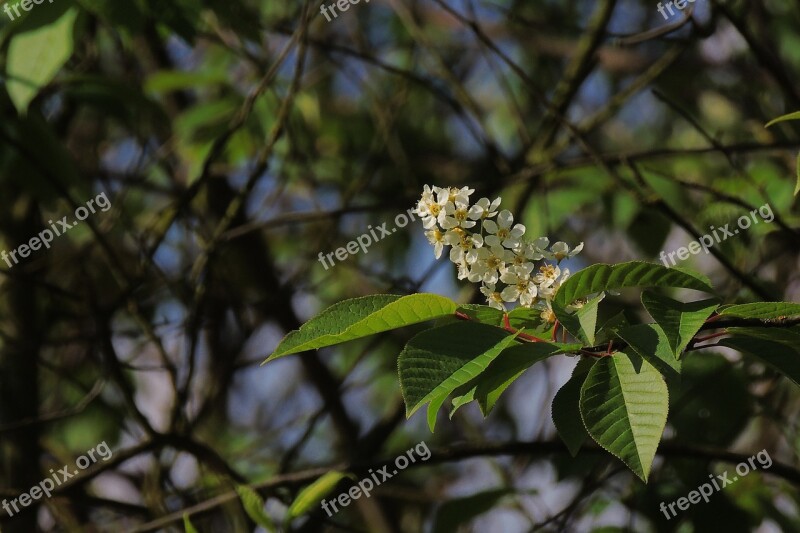 Flowers Flower Cherry Flowering Plants Free Photos