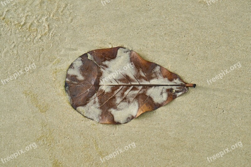 Leaves Beach Macro Sand Had