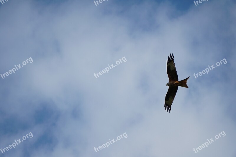 Milan Red Kite Feather Bird Raptor