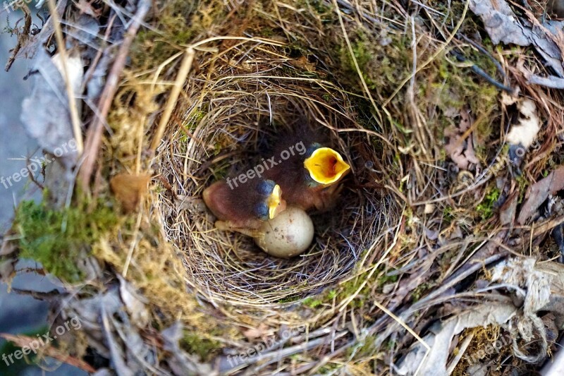 Bird Birds Robin Baby Nest