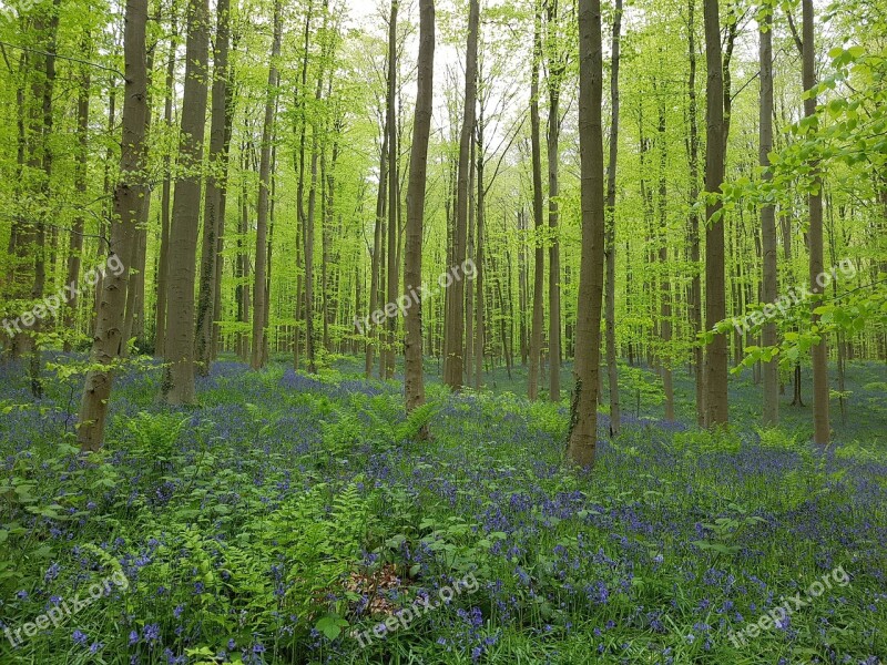 Forest Blue Blossom Nature Wood