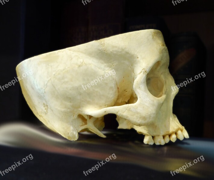 Skull Anatomy Cranium Free Photos