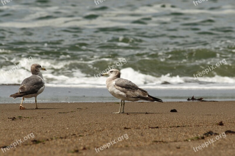 Animal Sea Beach Wave Sea Gull