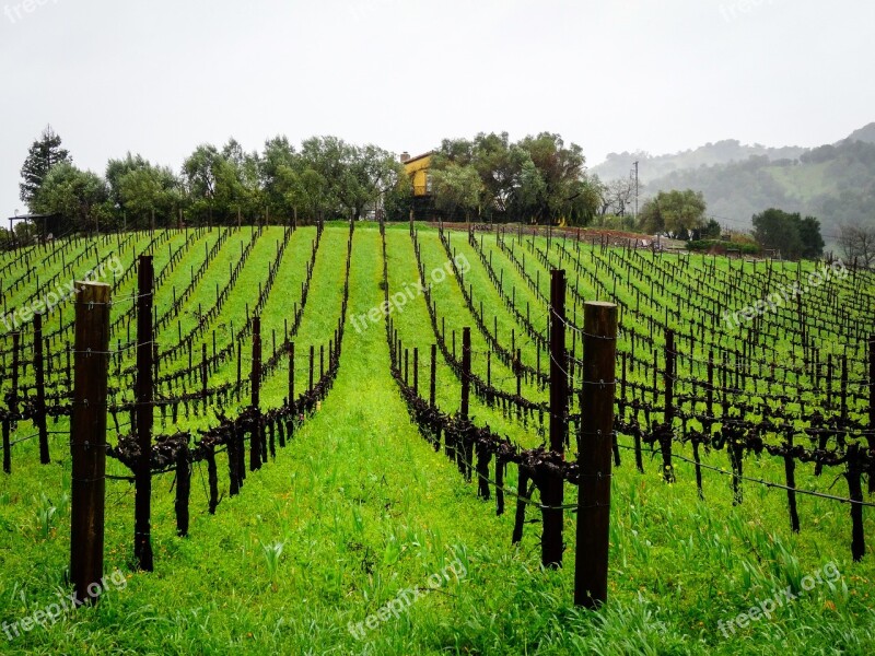 Vineyard Series Landscape Vines Wine