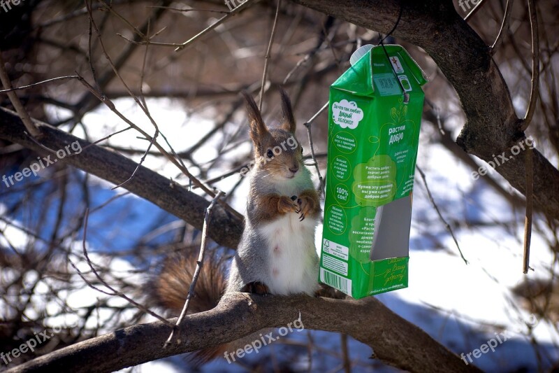 Squirrel Park March Nature In The Park