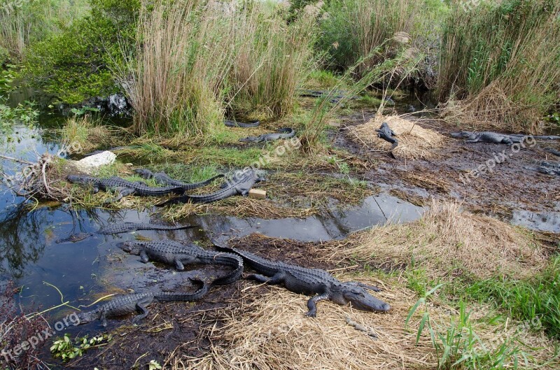 Alligators Gators Gator Florida Swamp