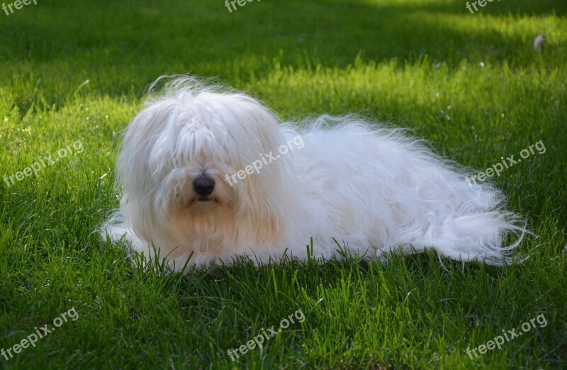 Cotton Tulear Adult Female Domestic Animal Cute