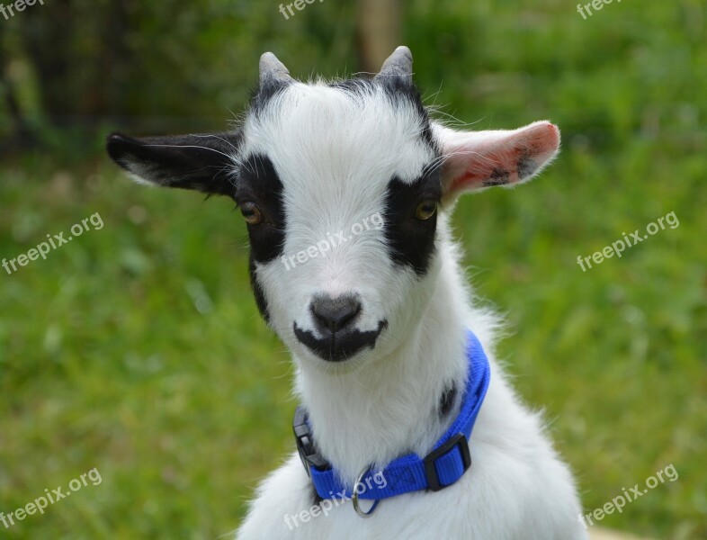 Goat Dwarf Black White Black White