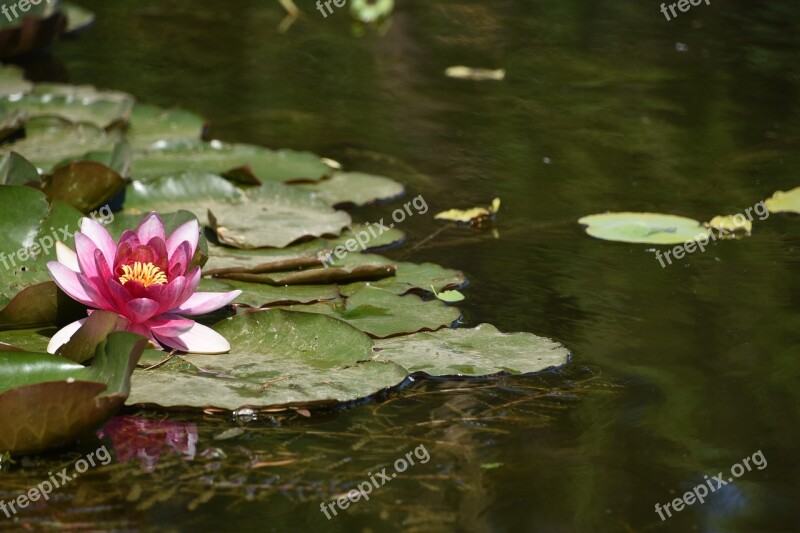 Lotus Yuyuantan Park The Beginning Of Summer Saturday Free Photos