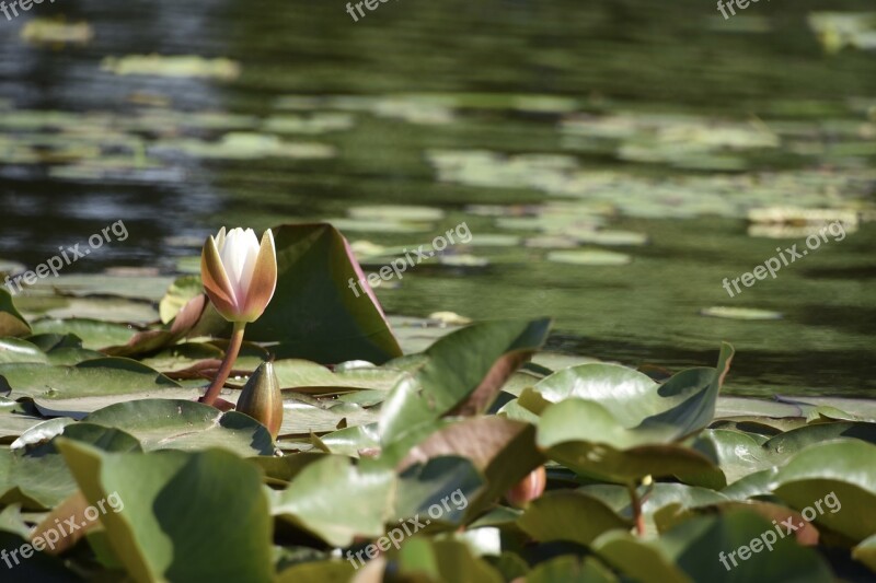 Lotus Yuyuantan Park Wind Scraped Through The Beijing Saturday The Beginning Of Summer After