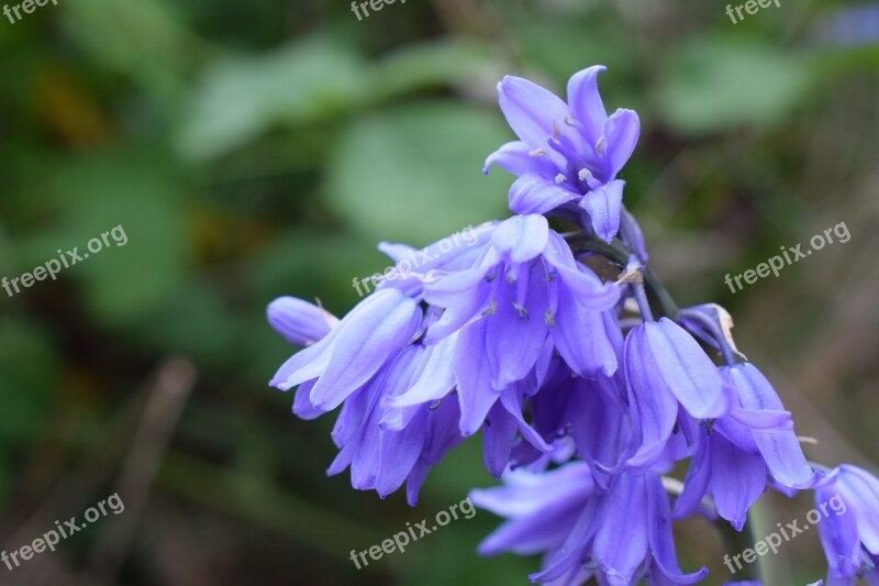 Summer Flower Purple Nature Spring