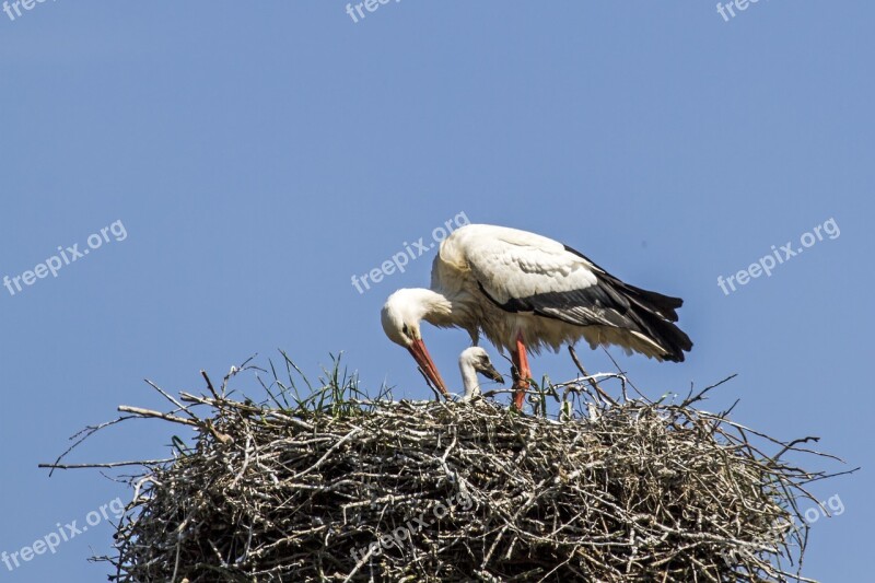 Young Stork Stork Storchennest Plumage Free Photos