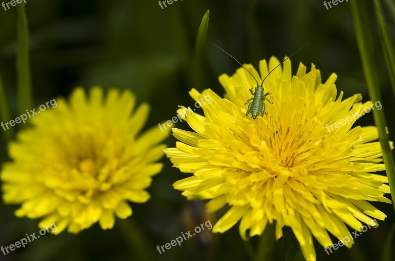 Dandelion Flower Yellow Close Up Grasshopper Spring