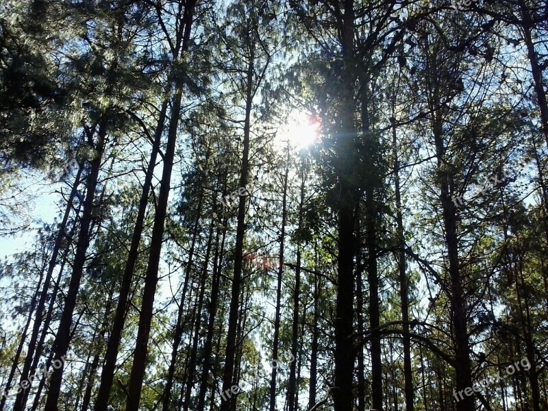 Landscape Twigs Flying Sky Free Photos