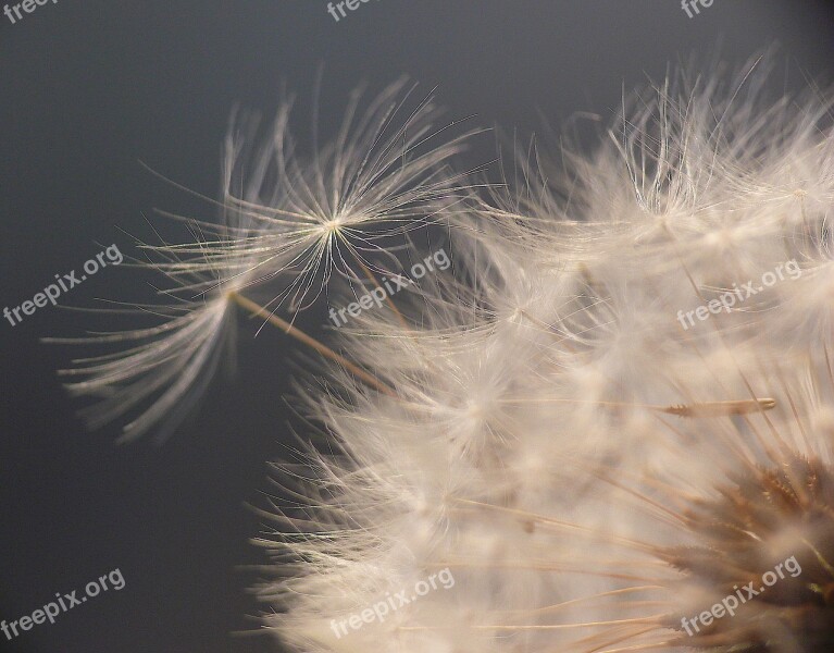 Dandelion Close Up Nature Pointed Flower Macro