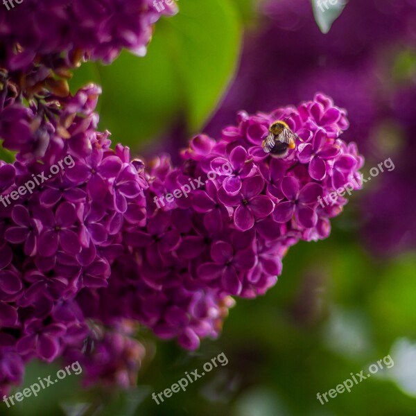 Lilac Flowers Purple Purple Flower Lilac Blossom Branch