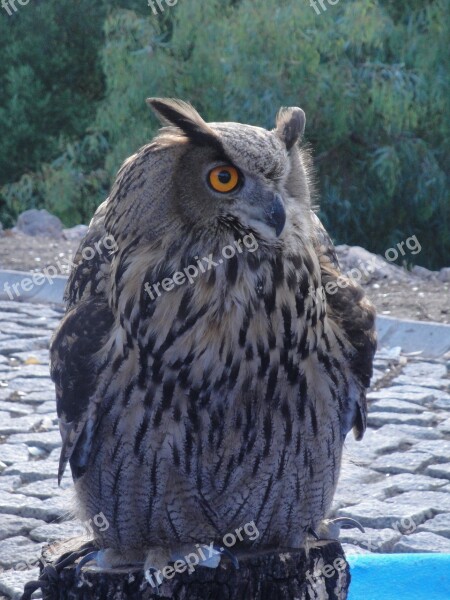 Owl Eagle Owl Ave Bird Of Prey Large