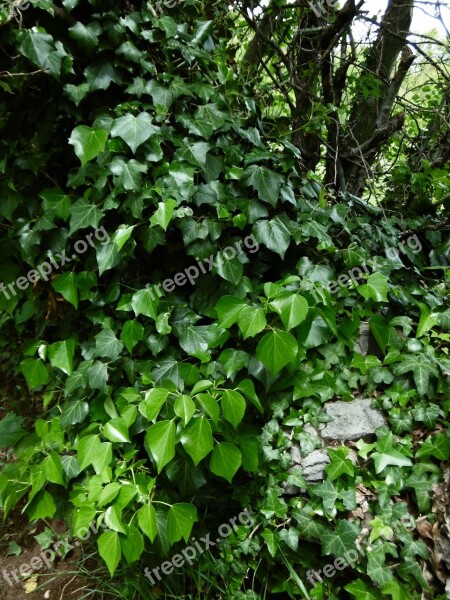 Ivy Nature Leaves Dark Green Green