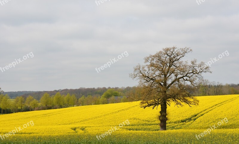 Nature Oilseed Rape Landscape Field Of Rapeseeds Yellow