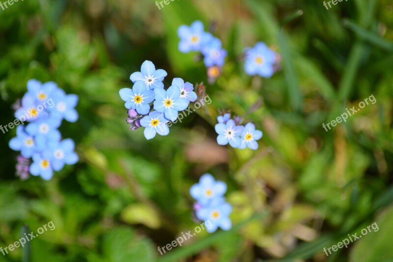 Nature Plant Forget Me Not Garden Free Photos