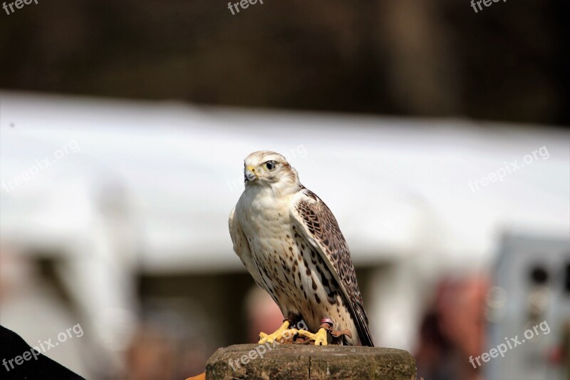 Saker Falcon Bird Falcon Saker Prey