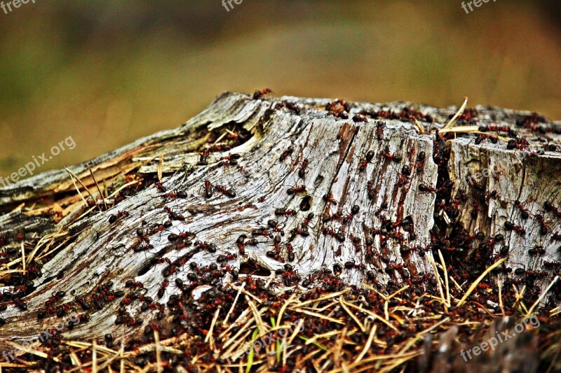 Tree Stump Ant Wood Ant Wood Ant Colony Insect