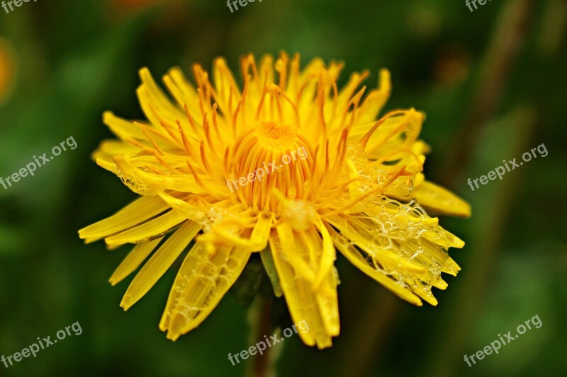 Blossom Bloom Flower Dandelion Plant