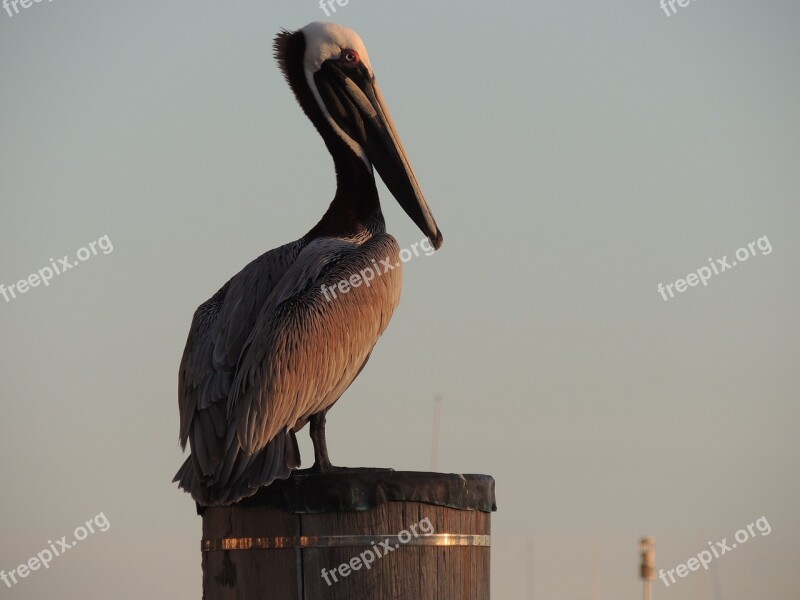 Pelican Bird Animal Nature Ornithology