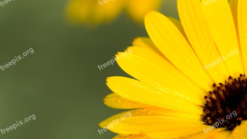 Flower Closeup Calendula Yellow Flower Free Photos