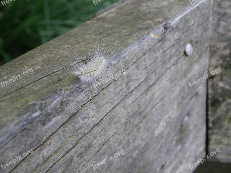 Worm Flailer Hairy Nature Caterpillar