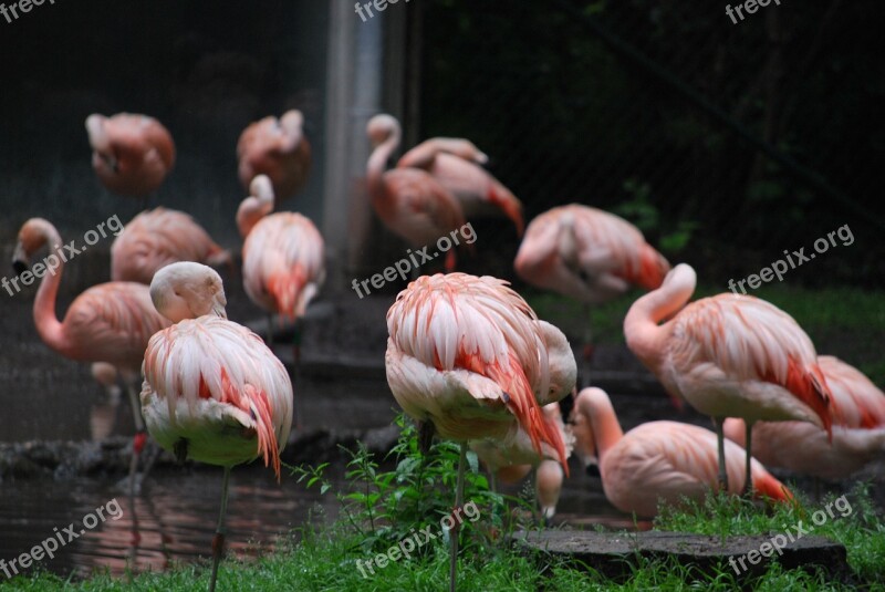 Flamingo Zoo Water Free Photos